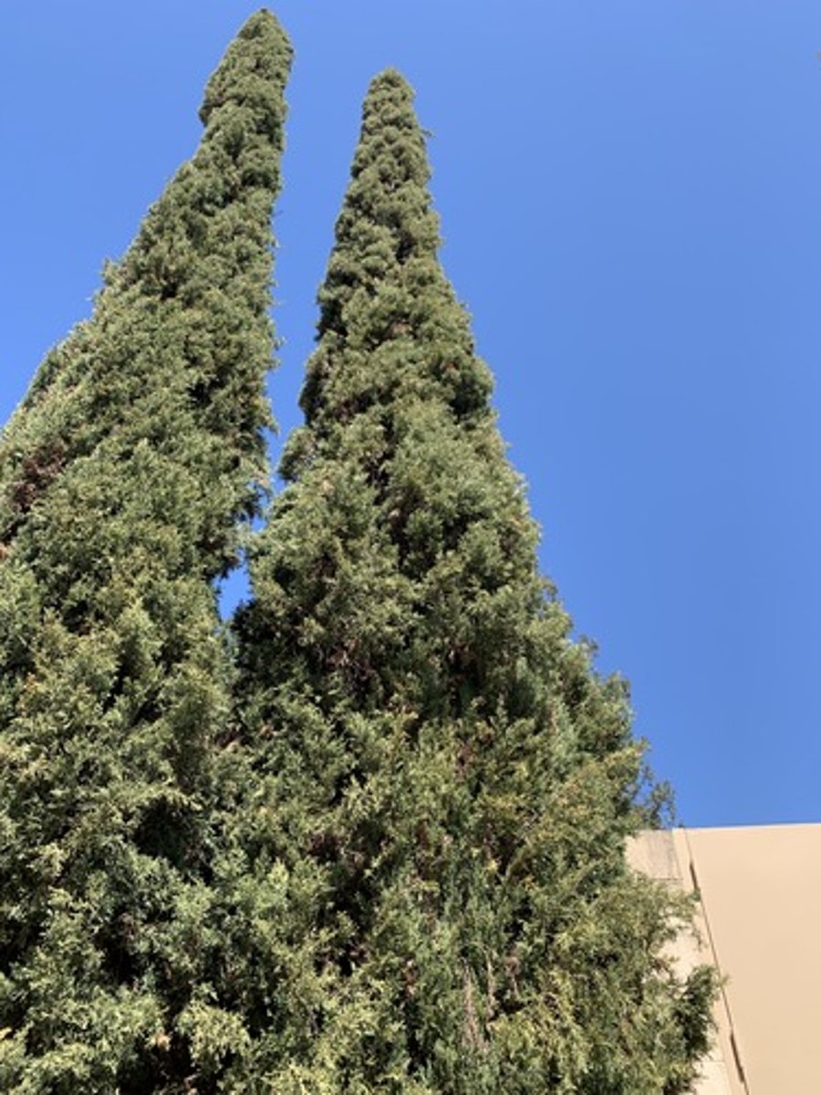 <p>Form: cone shape. Foliage is opposite or whorled, scale like with dark dull green rounded tips. Dry leathery feel, inside branches are long and bald on inside, drops lots of needles</p>