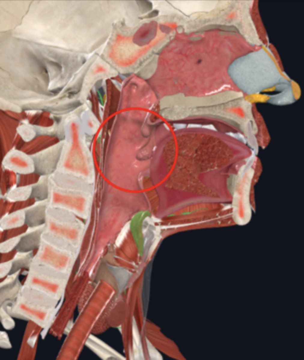 <p>name the circled region</p>