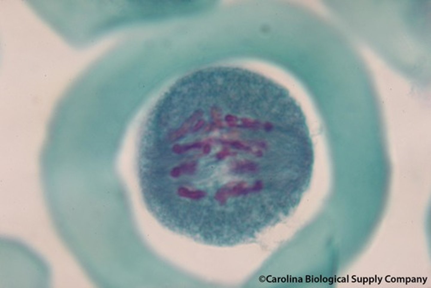 <p>homologous chromosomes separate to opposite poles of cell sister chromatids remain joined</p>
