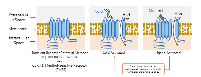 <p>Transient Receptor Potential Member 8 (TRPM8) Ion Channel&nbsp; aka&nbsp; Cold- &amp; Menthol-Sensitive Receptor 1 (CMR1) → same name</p><ul><li><p>Can be depolarized by the intoduction of cold or even menthol (ligand gated)&nbsp;</p></li><li><p>Also polymodal</p></li></ul><p></p>