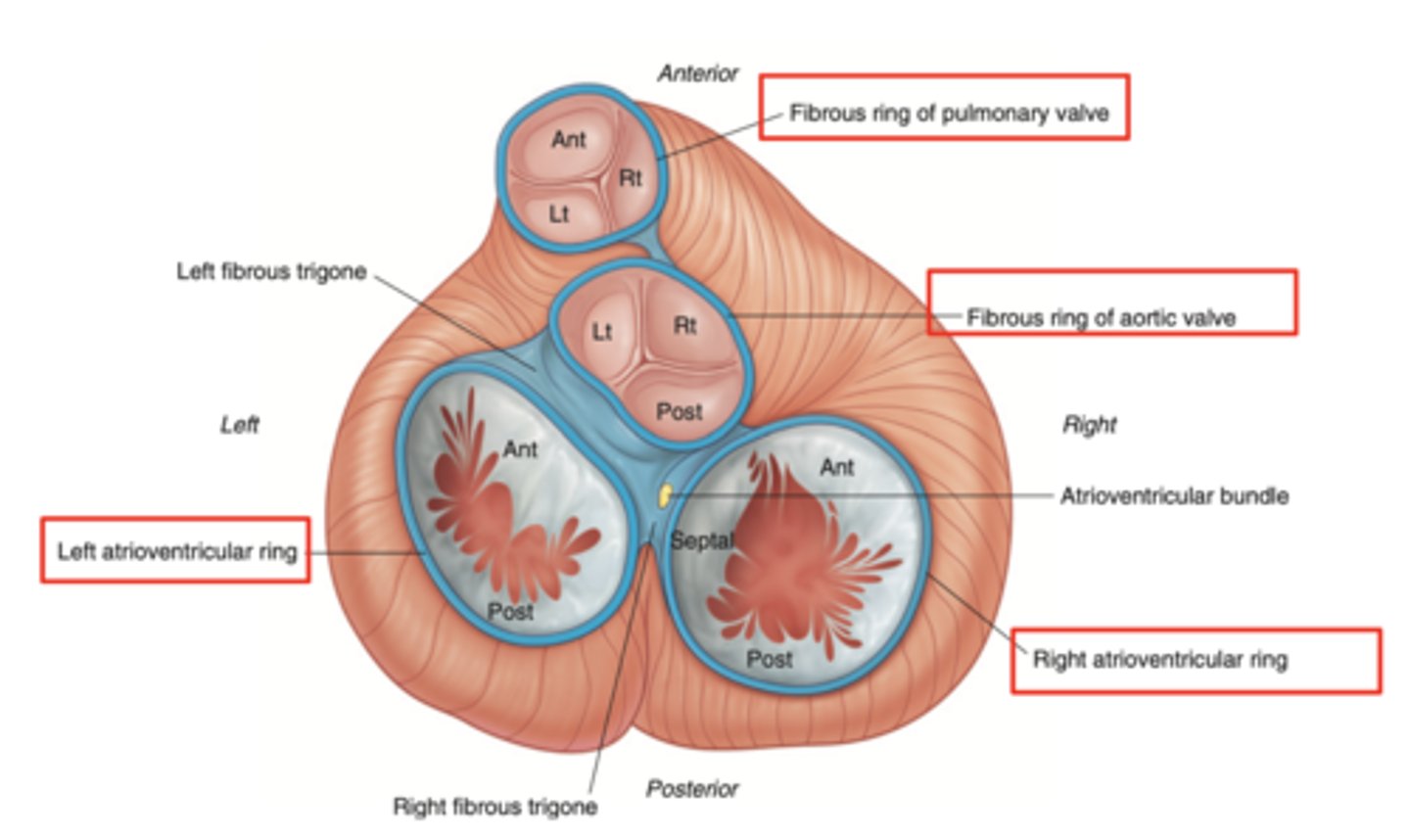 <p>. pulmonary ring, </p><p>. aortic ring</p><p>. AV rings</p><p>RINGS ARE IN THE SAME PLANE AROUND THE VALVES</p>