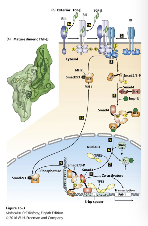 <p>Ligands form heterodimers or heterotrimers </p><p>Three required receptors: </p><ul><li><p><strong>RIII: </strong>binds all concentrates ligands at cell surface </p></li><li><p>They then transfer the ligands to <strong>RIII receptors, </strong>constitutively active <em>Ser/Thr kinases </em>that only phosphorylate class RI receptors (<em>Constitutive </em>means always on) </p></li><li><p>RII ligand binding alters conformation that allows them to bind <strong>RI </strong>receptors in a <em>heterotetramer- </em>2 copies each of RII and RI </p></li><li><p>RII <em>phosphorylates </em>RI on conserved Ser/THr residues </p></li><li><p>RI kinase is active once phosphorylated </p></li><li><p>RI receptors phosphorylate <strong>Smad proteins: </strong>specifically, <strong>Smad2 </strong>or <strong>3. </strong>This changes SMAD conformation and unmasks a nuclear localization signal </p></li><li><p>The Smads then bind <strong>Smad4 </strong>(its called a <u>co-SMAD)</u> and translocate into nucleus</p></li><li><p>In the nucleus the Smad complex binds enhancers and promotes transcription of target genes</p></li><li><p>Often collaboration with other transcription factos (like TFE3 in this example). </p></li></ul><p></p>