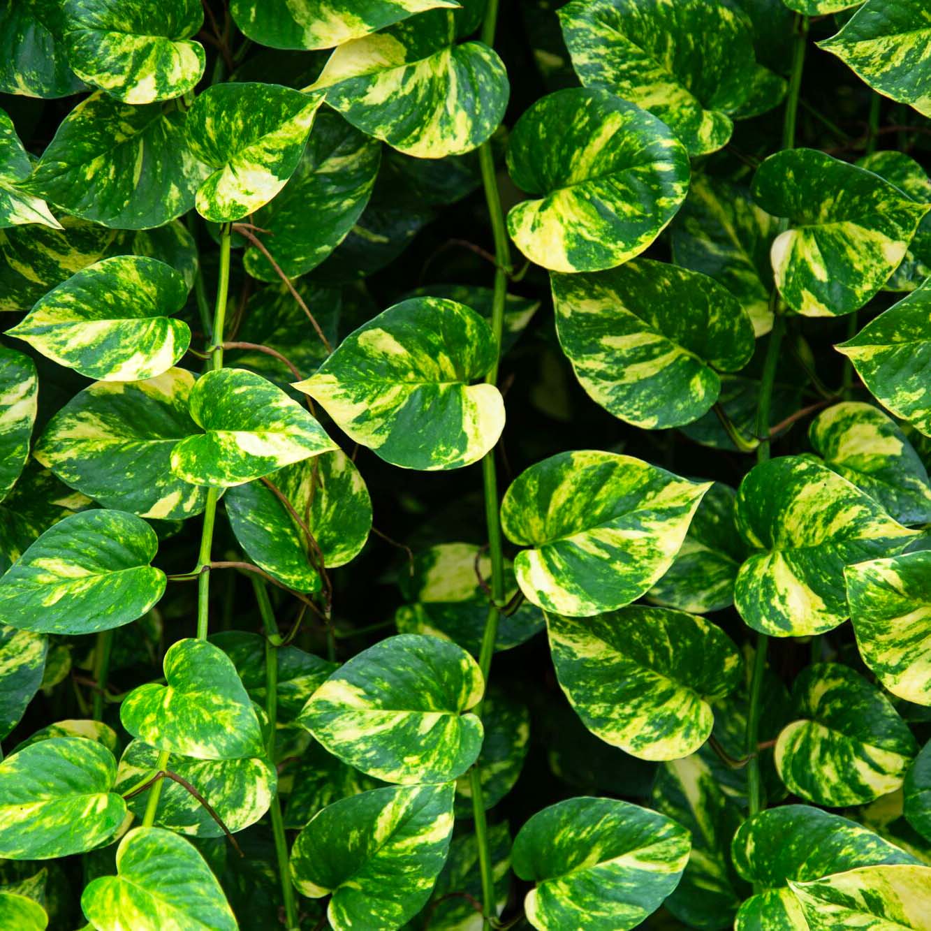 <p>What is this plant?</p>