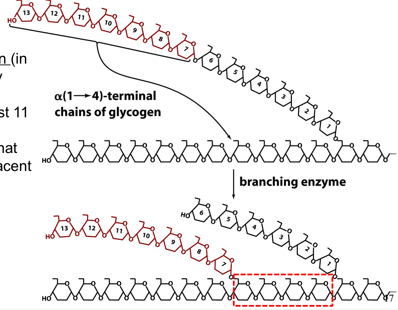 creates α-1-6 branch points

a 7 residue section is transferred from a linear chain at least 11 residues long to another point on that chain or to an adjacent chain 

branch points are separated by at least 4 residues