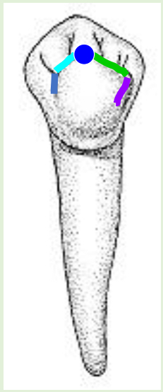 <p>Name the tooth and hi-lighted portions</p>