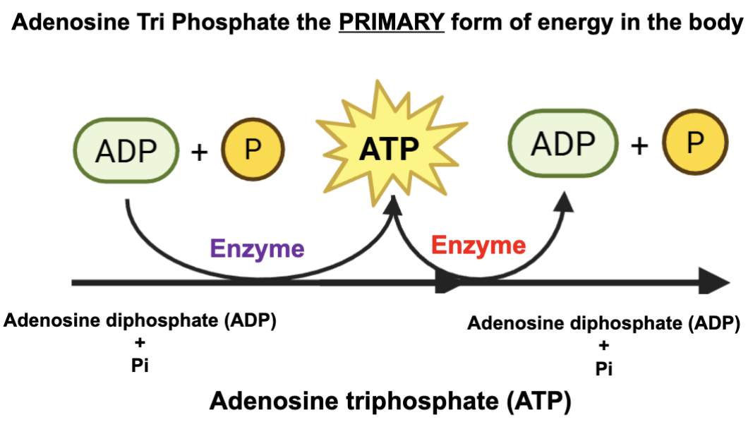 <ul><li><p>Adenosine Triphosphate = the primary form of energy in the body</p></li><li><p>ATPase cleaves one phosphate to create energy for the cell to use.</p></li></ul><p></p>