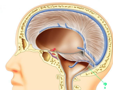 <p><span><span>Identify the indicated structure.</span></span></p>