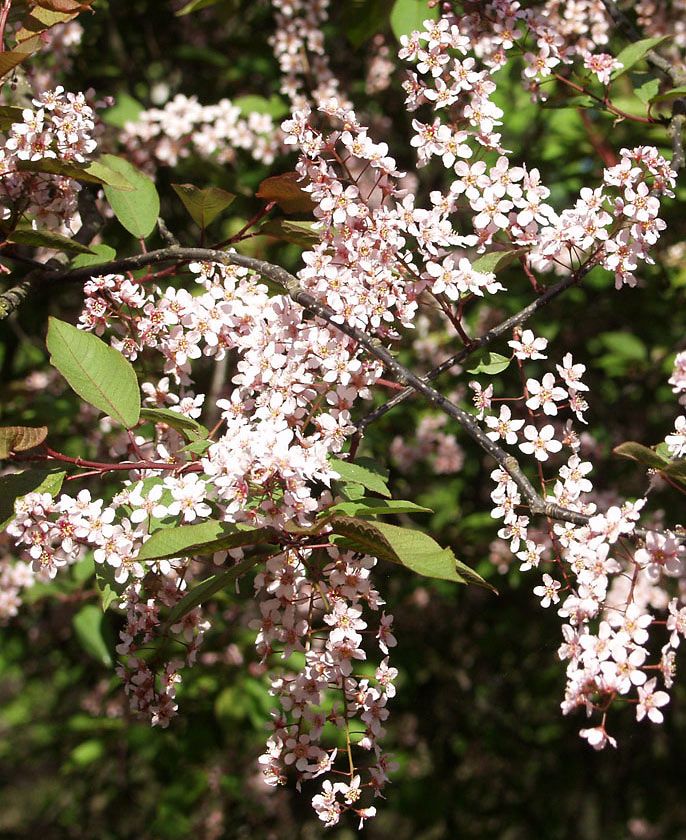 <p>Purppuratuomi</p>