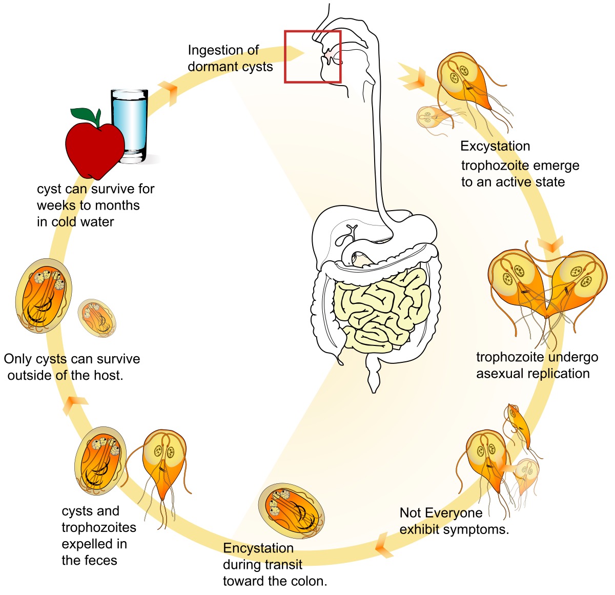 <p>What is the life cycle of girardia lamblia? </p>