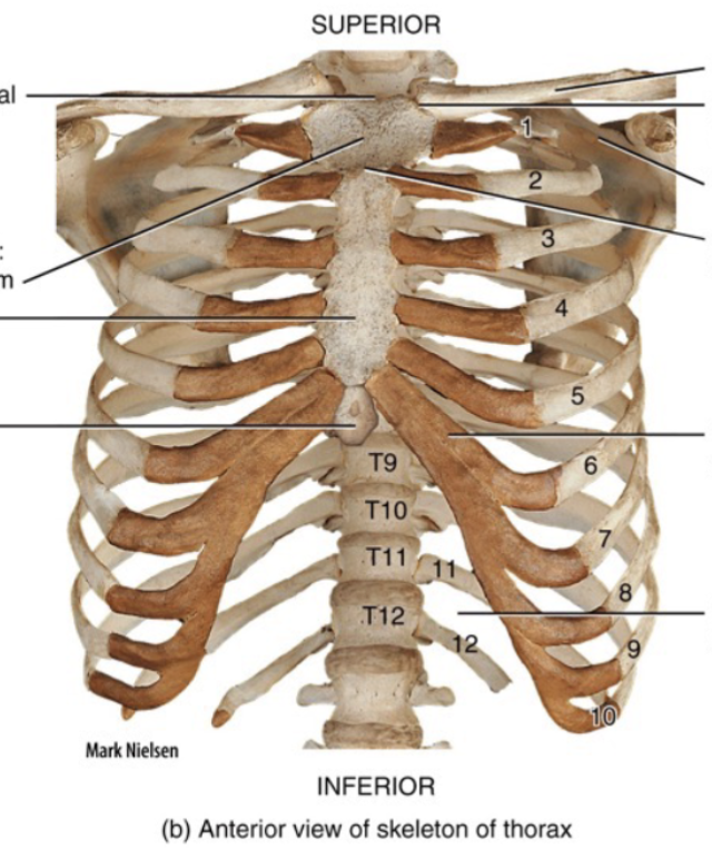 <p>Thorax</p>