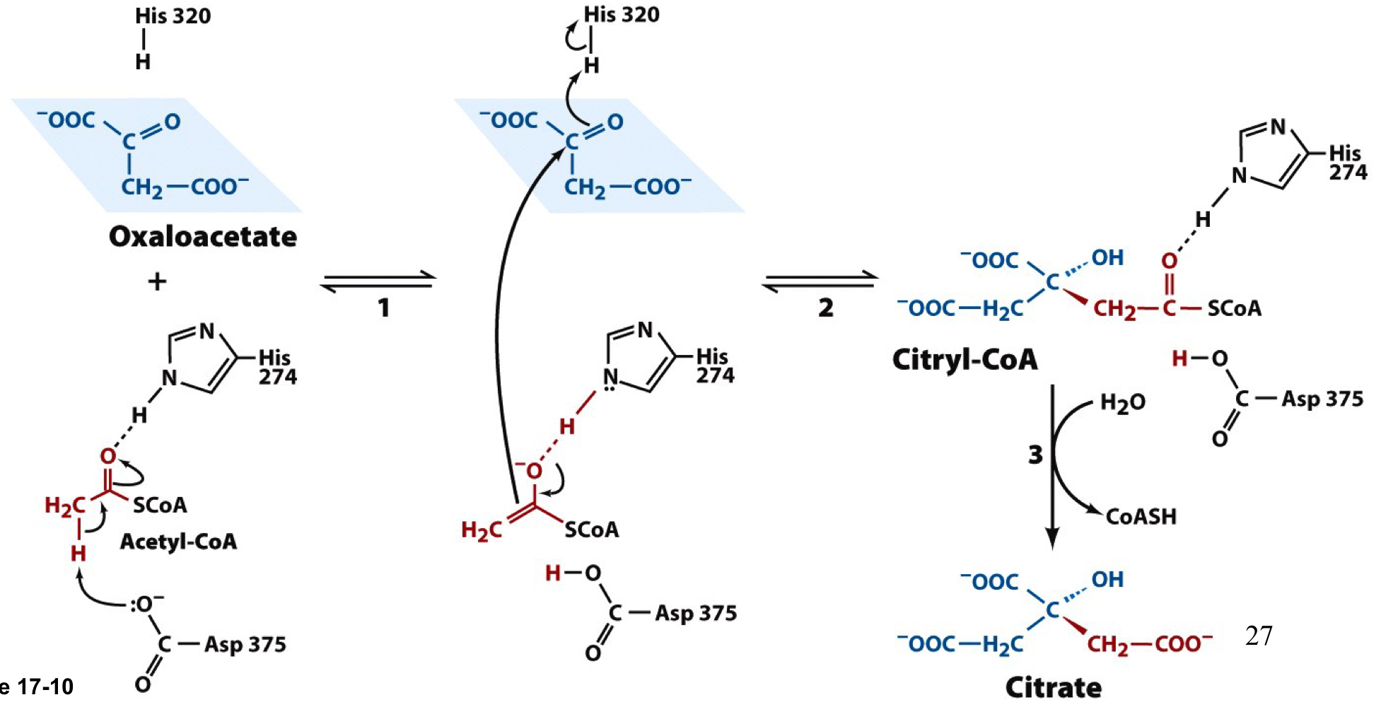 
1. Asp375 deprotonates acetyl-CoA at the methyl group, generating an enroll that is stabilized by hydrogen bonding to His274
2. acetyl-CoA enolate attacks oxaloacetate while His320 donates a proton to the oxaloacetate carbonyl, forming citryl-CoA
3. citryl-CoA is hydrolyzed to citrate and CoA with a ∆Go’=-31.5 kJ/mol