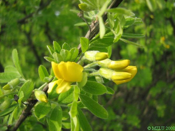 <p><span><em>Caragana arborescens</em></span></p>