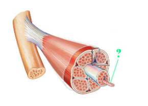 <p><span>Identify the indicated layer of connective tissue.</span></p>