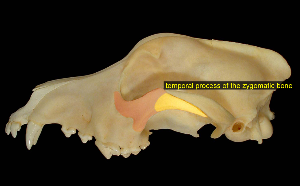 <p>meets the process, forms the arch / “cheekbone”</p>