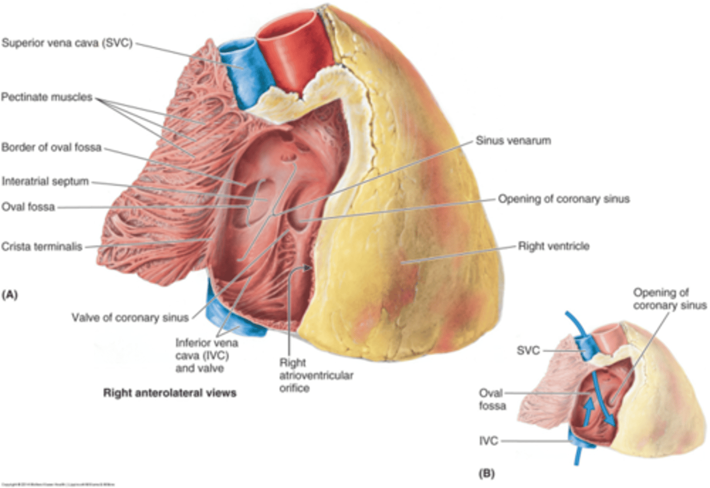 <p>Superior vena cava</p><p>inferior vena cava</p><p>coronary sinus- drains deoxygenated blood from heart into right atrium</p><p>right AV orifice - guarded by tricuspid valve</p>