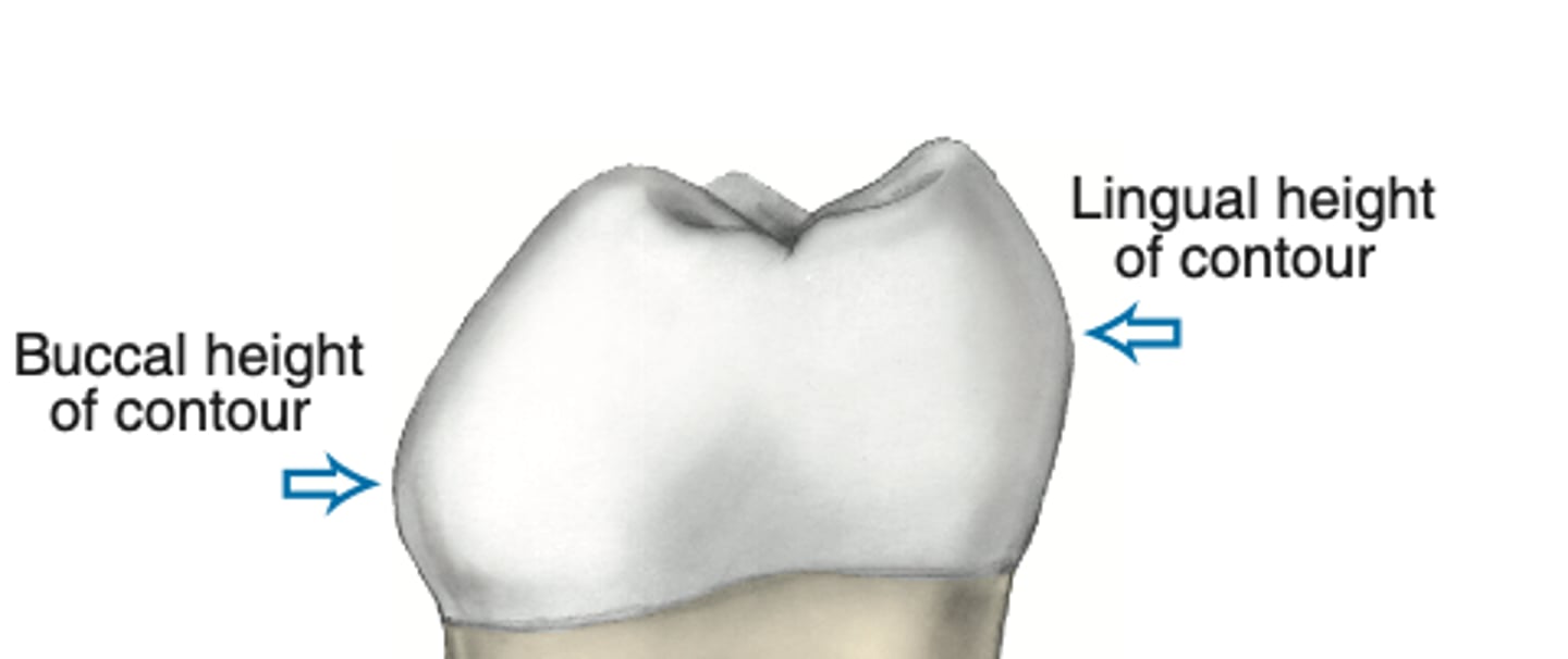 <p>cervical third (true for all teeth)</p>