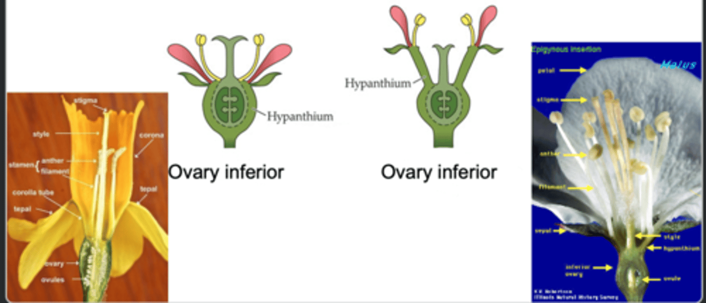 <p>- ovary is visible as a bulge under the flower</p><p>- cannot be seen from inside the flower</p><p>- hypanthium is fused to the outer wall of the ovary</p>
