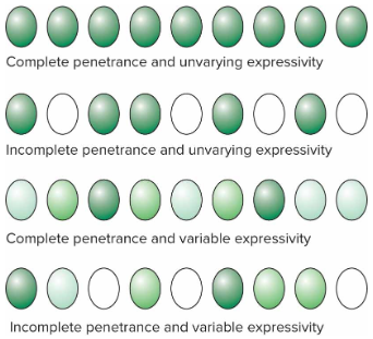 <p>In penetrance and expressivity.</p>