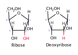 <p>‘Deoxy’ribose (sugar) - contains one less oxygen atom in comparison to ribose (sugar)</p>