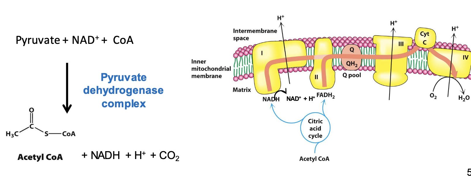 <p>More energy can be extracted than what is obtained thru fermentation. Entering citric acid cycle, a pyruvate dehydrogenase complex in mito. catalyzes conversion of pyruvate to acetyl CoA. NAD⁺ is generated when NADH transfers e⁻ to O₂ through transport chain.</p>