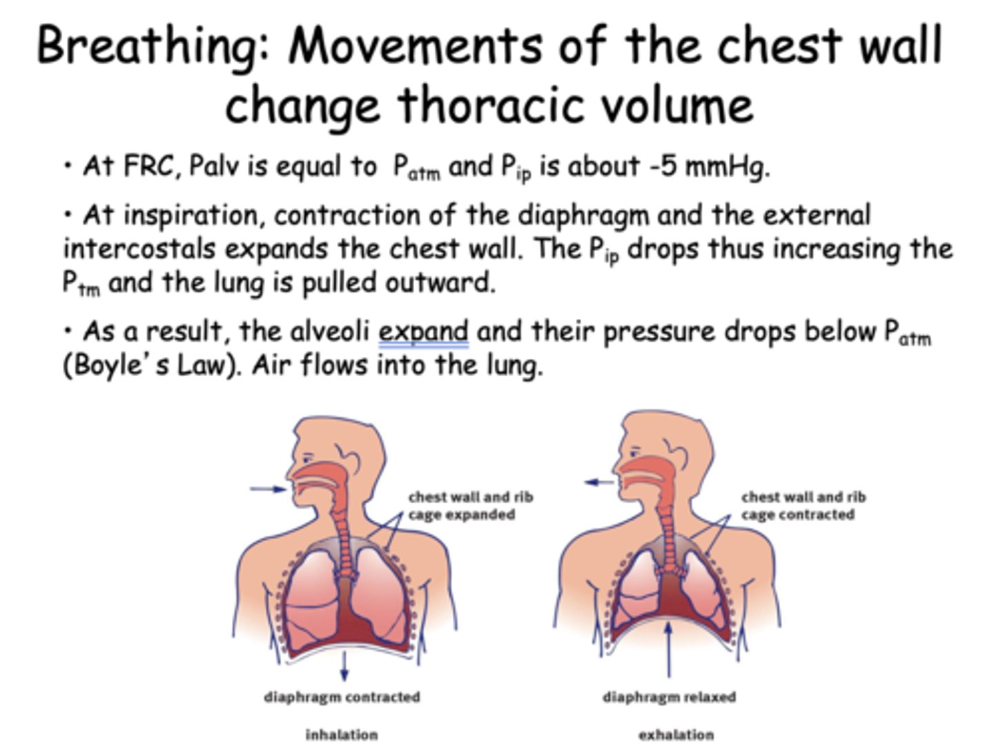<p>- Diaphragm</p><p>- External intercostals</p><p>- Scalenes</p><p>- SCM (?)</p>