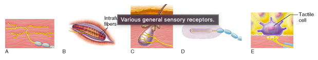 Which of these receptor types functions as an exteroceptor?