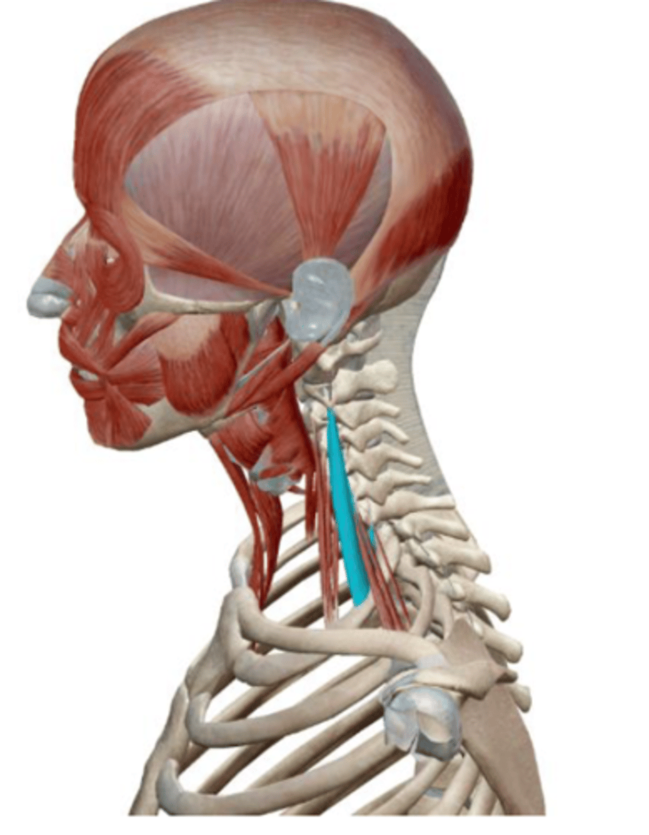 <p>Together: Flex neck and Raises</p><p>1st rib during deep inhalation</p><p>Singly: Laterally flex and</p><p>rotate neck to the same side</p>