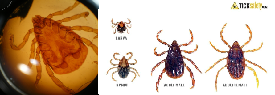 <p><span>Rhicephaleus sanguines/Brown Dog - </span>hard tick. dogs. ehrlichiosis, babesiosis, Rocky Mountain spotted fever.</p>