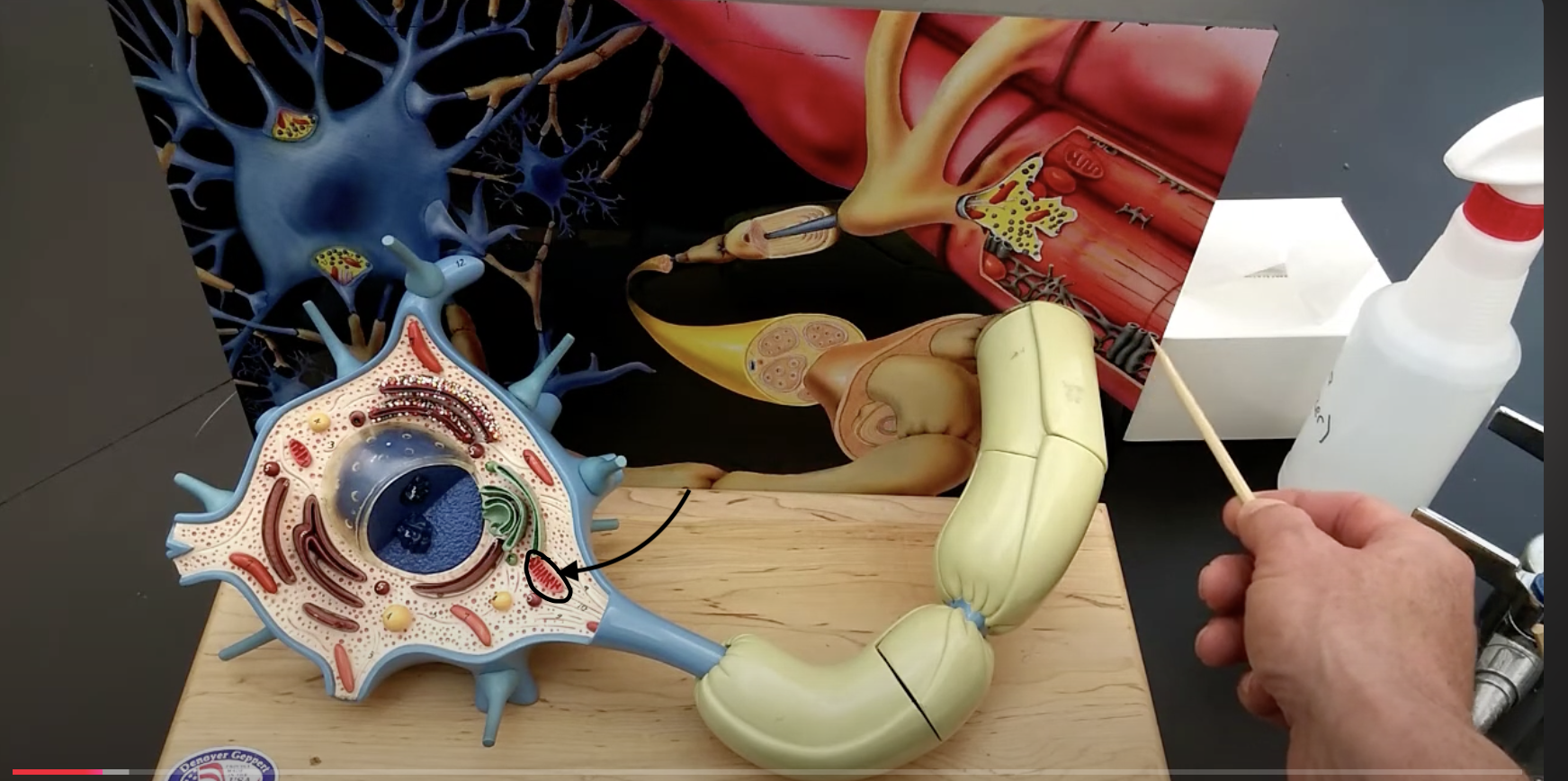 <p>What part of the neuron is this?</p>
