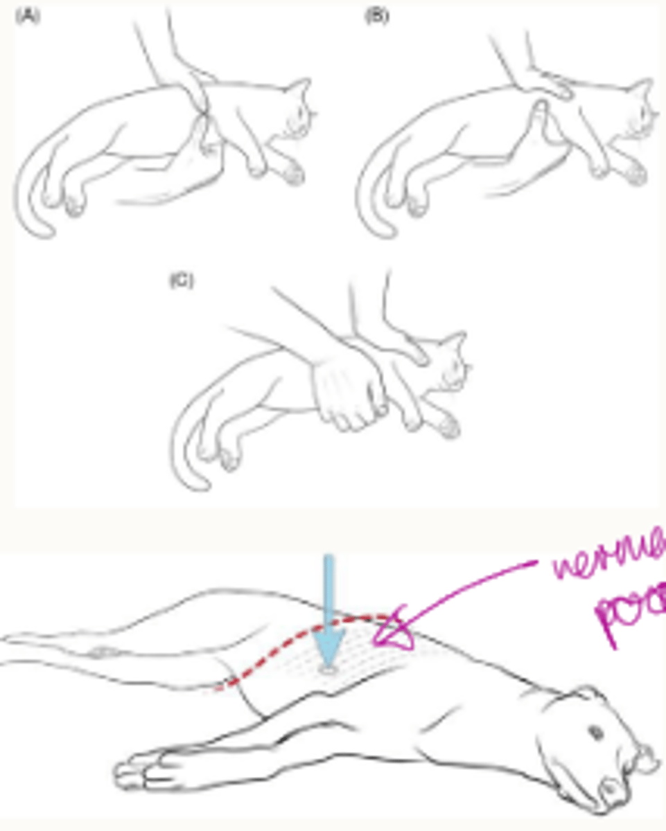 <p>-compress ventricles</p><p>-in smaller patients: wrapping the hand around the chest</p><p>-in a larger, narrow chested breed: is the normal hand position in terms of you're holding your hands over each other and then you're compressing</p><p>down onto the chest, but you're aiming to compress over where the heart directly is</p>