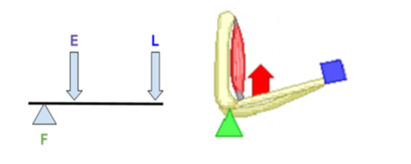 <p>Third-class levers (it has the effort placed between the load and the fulcrum) (e.g. contractions in the biceps muscle pull the radius making the hand rise)</p>