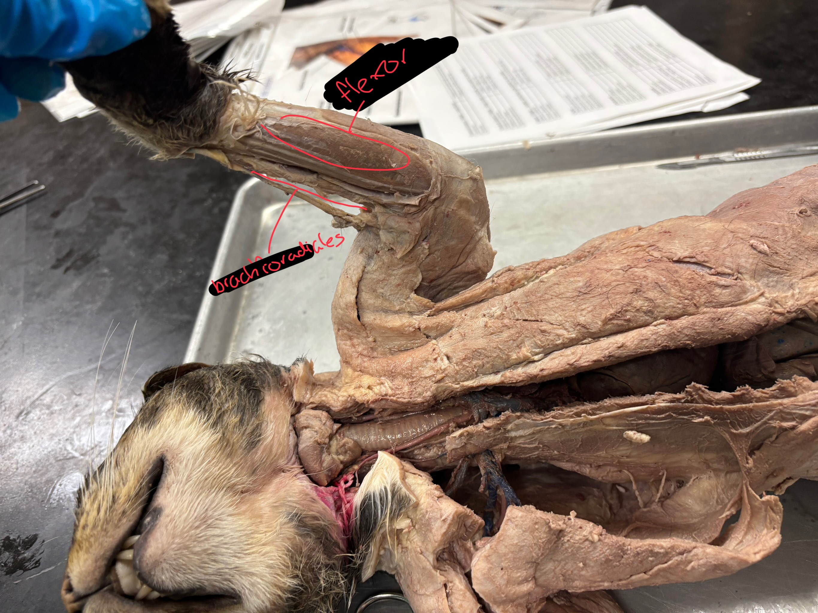 <p>flexors: flex the wrist or digits</p><p>brachioradialis: supinates/ laterally rotates paw</p>