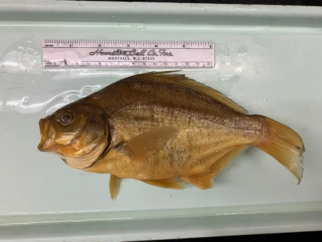 <p>What fish is this?</p>