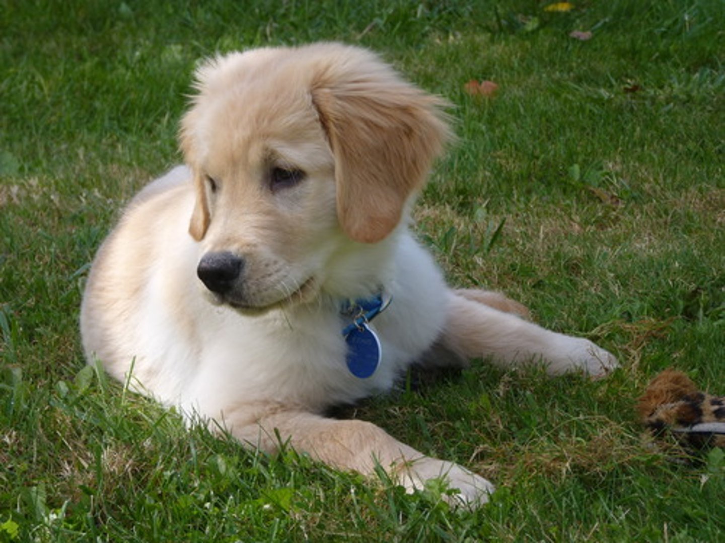 <p>attractive and pleasing, with simple qualities, sometimes like those a child has</p>