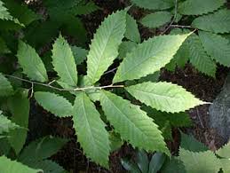 <p>American chestnut </p>
