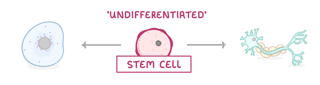 <p>undifferentiated cells which can develop into lost of different types of cells</p>