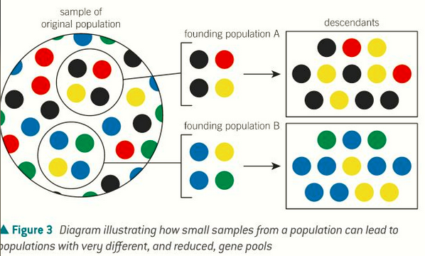 <p>a small population sets up a habitat elsewhere. This would limit the gene pool to the initial founders and would have a lower allele frequency.</p><p>Less genetic diversity. It will take time for mutations to occur for the gene pool to expand.</p>