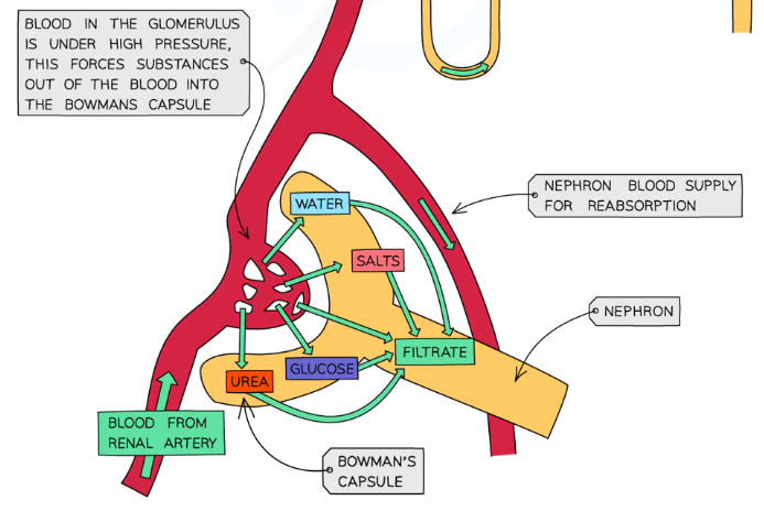 <p>Everything w<strong>ith a molecular mass smaller than 69,000 </strong>passes through the Bowman’s capsule</p><ul><li><p><strong>Small soluble </strong>molecules, including <strong>water, glucose, urea, inorganic ions (from salts) and amino acids </strong>are <strong>filtered out </strong>into the proximal convoluted tube of the nephron</p></li><li><p><strong>Larger </strong>materials including <strong>red and white blood cells, plasma proteins and platelets</strong> <strong>can’t</strong> be filtered out and stay in the blood of the efferent arteriole</p></li></ul><p></p>