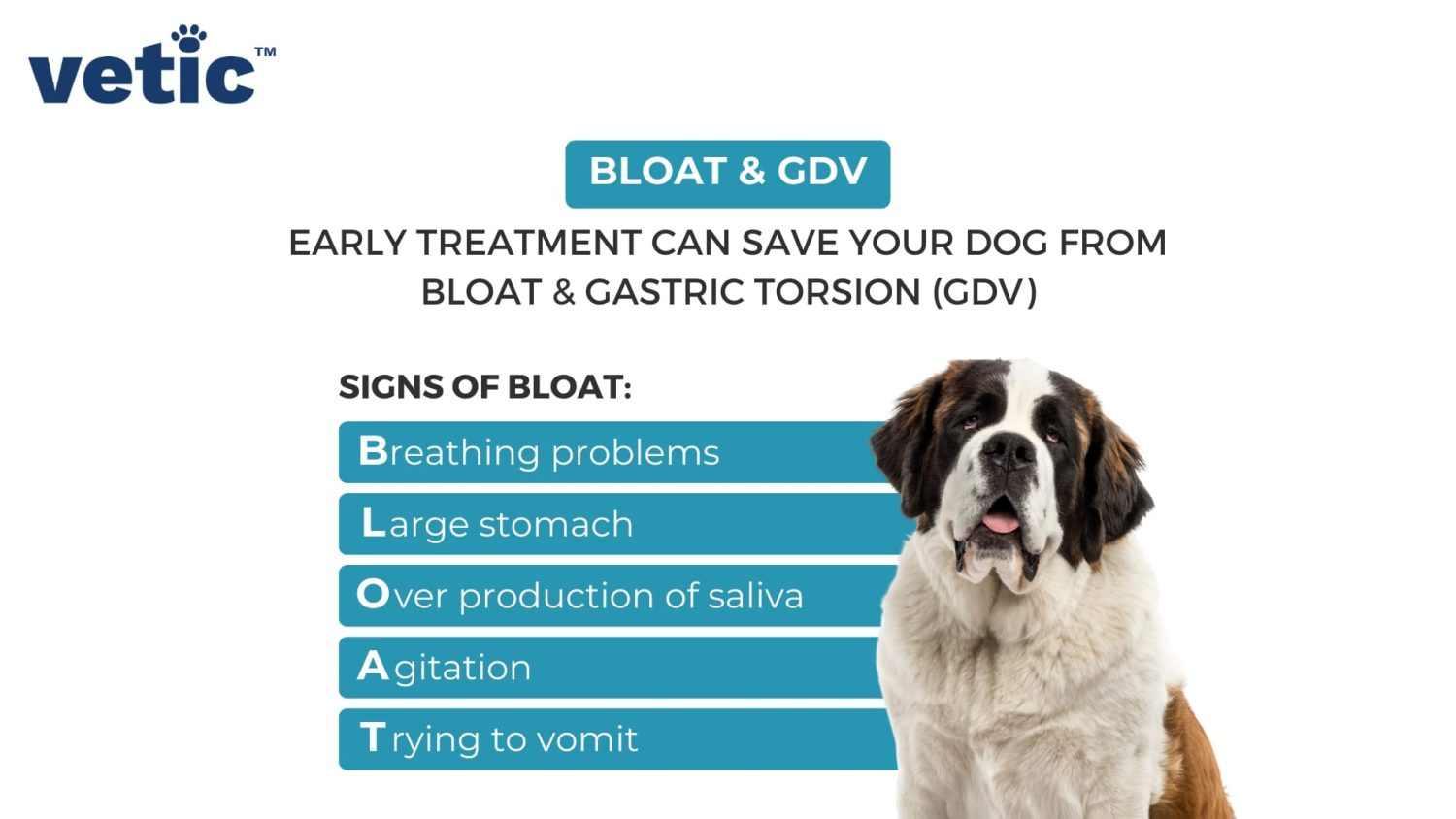 Non-productive retching, salivation, pale mucous membranes (progressing to hyperaemia and cyanosis), tachycardia, dyspnoea, abdominal distension, arrhythmias, back-arching, abdominal tympany, and collapse.
