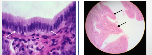 <p>identify the shape of tissue</p>