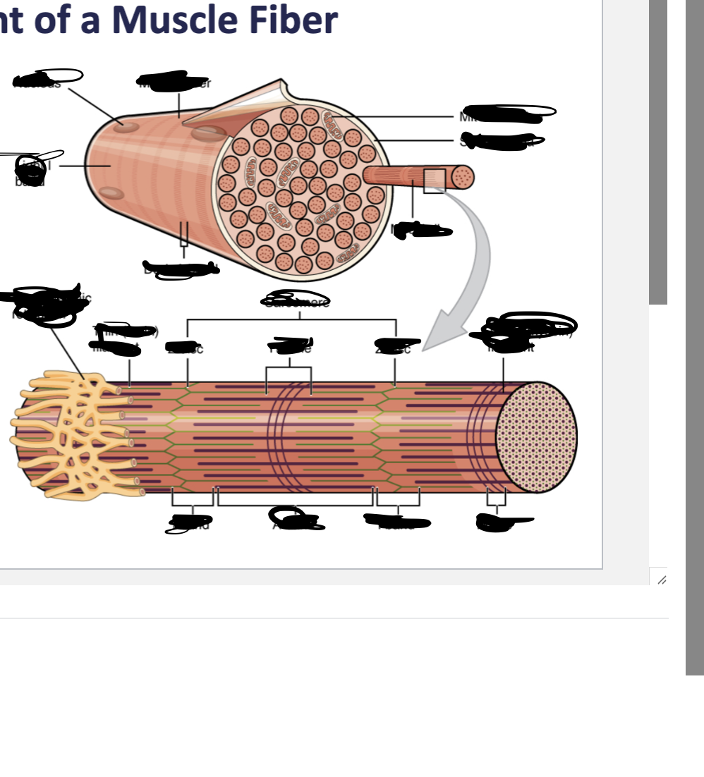 <p>Arrangement of Muscle Fiber</p>