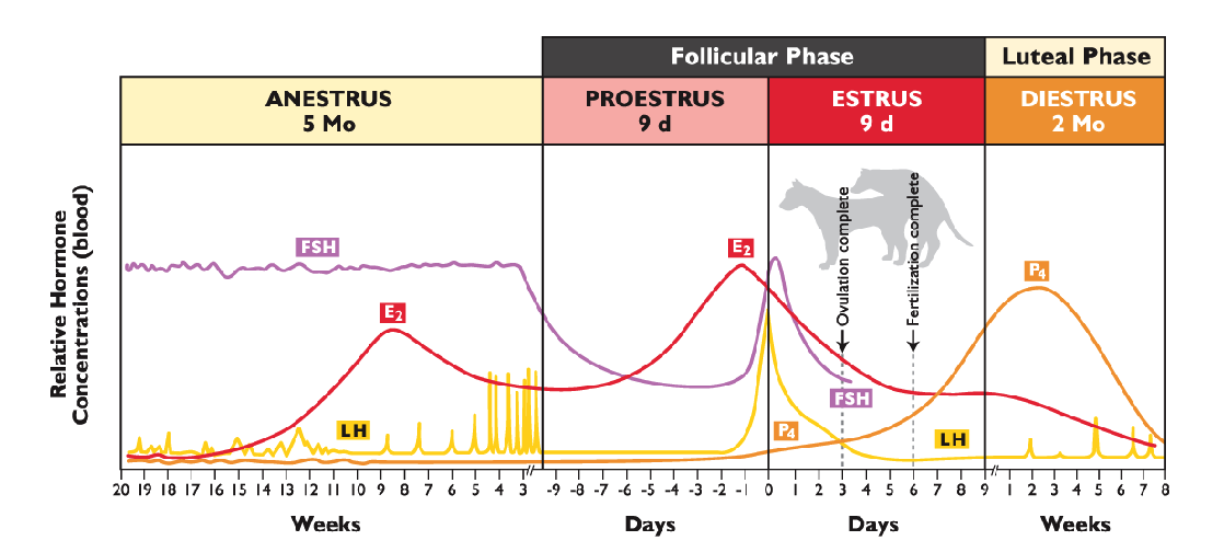 <ol><li><p>Anestrus:</p><ul><li><p>FSH is <strong>constant</strong>.</p></li><li><p>Estrogen is <strong>increasing (barely)</strong>.</p></li></ul></li><li><p>Proestrus:</p><ul><li><p>FSH is <strong>constant</strong> at the beginning and middle of stage and <strong>increasing (peaking) </strong>towards the end of the stage.</p></li><li><p>Estrogen is <strong>increasing</strong> towards the end of the stage.</p></li><li><p>LH is <strong>(increasing (peaking)</strong> towards the end of the stage.</p></li></ul></li><li><p>Estrus:</p><ul><li><p>FSH is <strong>decreasing</strong> at the beginning and middle of stage and <strong>stops </strong>when ovulation is complete.</p></li><li><p>Estrogen is <strong>decreasing</strong> towards the end of the stage.</p></li><li><p>LH is <strong>decreasing (peaks at end of proestrus).</strong></p></li><li><p>Progesterone is <strong>increasing</strong> towards the end of this stage.</p></li></ul></li><li><p>Diestrus:</p><ul><li><p>Progesterone is <strong>increasing</strong> <strong>(and peaking at ¼ in stage)</strong> in the beginning and <strong>decreasing </strong>towards the end of this stage.</p></li></ul></li></ol><p></p>