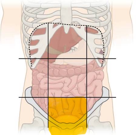 <p>bladder, sigmoid colon, female reproductive organs</p>