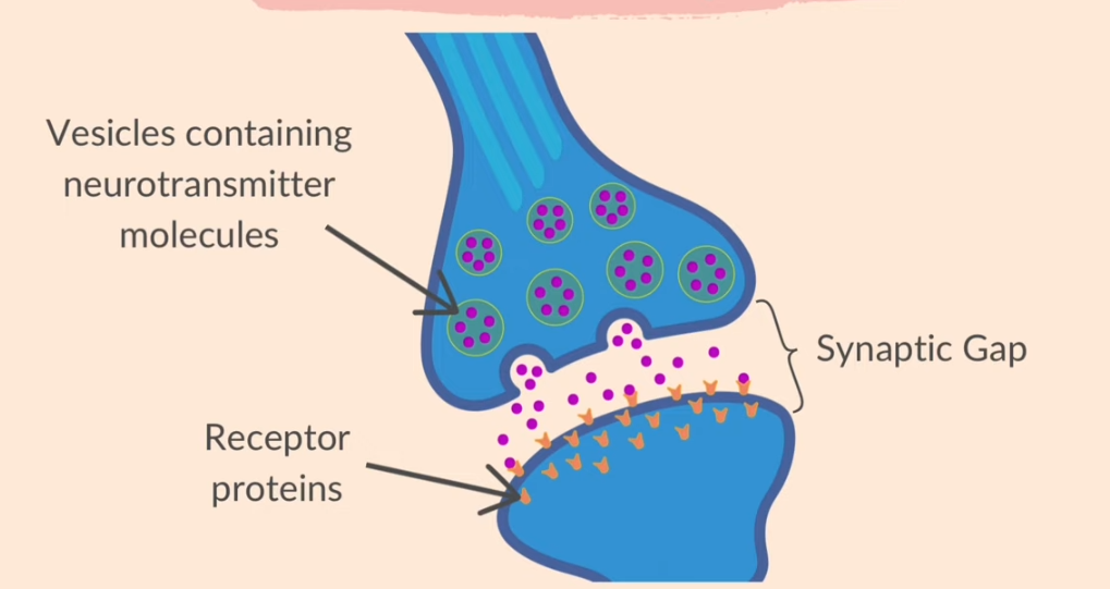 junction between two neurons

vesicles - contain neurotransmitter molecules

synaptic gap 

receptor proteins