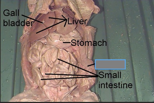 <p>The small intestine is divided into three regions: duodenum, jejunum, and ileum. The duodenum is the first part where the majority of digestion takes place, while the jejunum and ileum are primarily involved in the absorption of nutrients.</p>