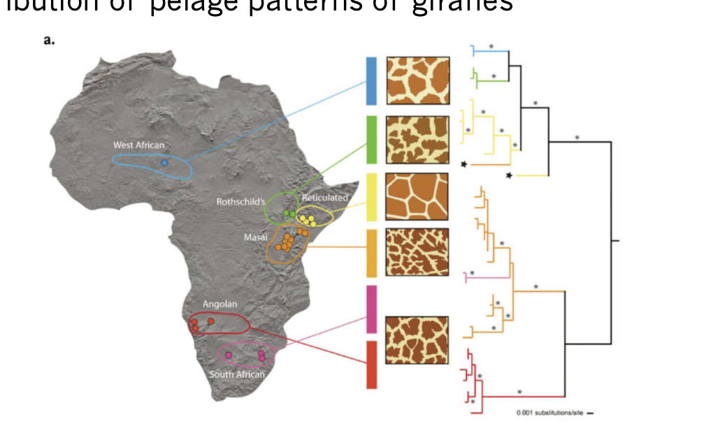 <ul><li><p>&nbsp;5 to 10 different subspecies of giraffes.</p><ul><li><p> Distinctions partly based on geographic range and pelage pattern </p></li></ul></li><li><p>There are abrupt transitions between pelage types in some areas not obviously associated with geographic barriers to the movement of giraffes </p></li><li><p>By analyzing DNA sequences, it has been established that giraffes show six genealogically distinct lineages</p></li></ul><p></p>