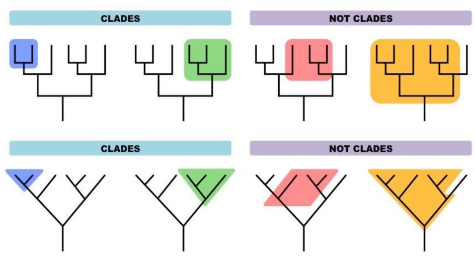 <p>Each clade consists of an ancestral organism and all of its evolutionary descendants Members of a clade will possess common characteristics as a result of their shared evolutionary lineage</p><ul><li><p>Clades can be organised according to branching diagrams (cladograms) in order to show evolutionary relationships</p></li></ul>