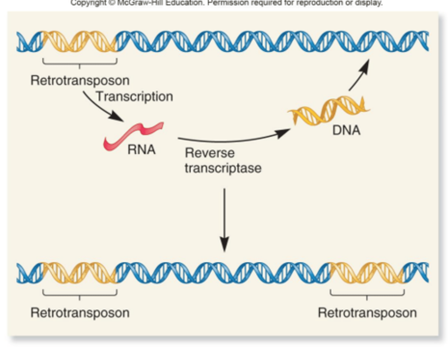 <p>a transposable element that moves via transposition→transcribed into RNA then reverse transcriptase makes a second copy in DNA</p>