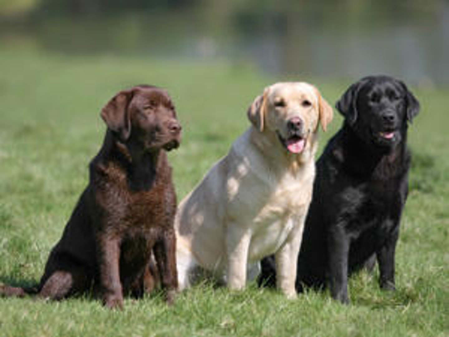 <p>Sporting Group</p><p>breed originally from Labrador having a short black or golden-brown coat</p>