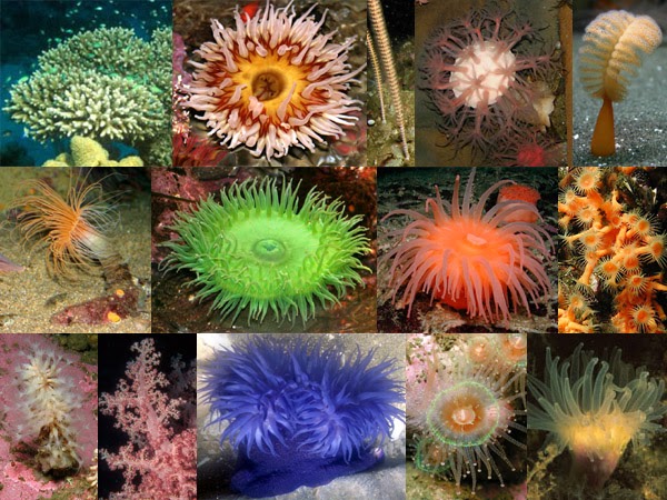 <p>Phylum Cnidaria, Class Anthozoa</p>
